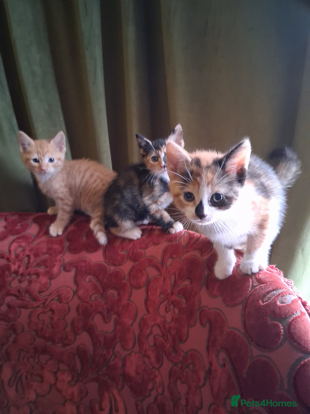 Domestic Shorthair cats for sale: 6 gorgeous mixed breed kittens - Advert 17