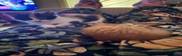 Mixed Breed cats for sale: Two well socialised kittens  - Advert 5