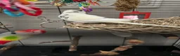 Budgerigars birds for sale: Pied budgie - Advert 3