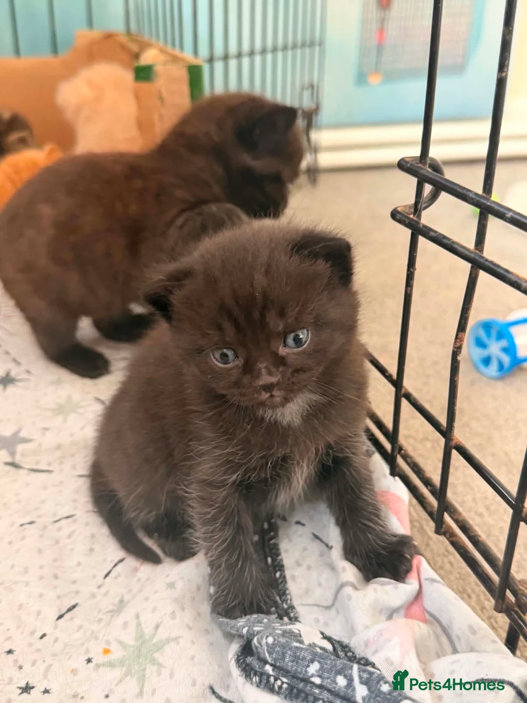 Mixed Breed cats for sale: MUM IS TORTOISE SHELL AND FATHER PERSIAN X RAGDOLL in Milford Haven - Advert 1
