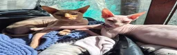 Sphynx cats for sale: Gorgeous Sphynx Kittens for sale - Advert 11