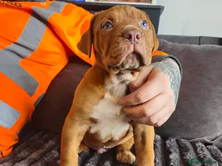 Dogue De Bordeaux dogs Dogue de bordeaux puppies - Advert 2