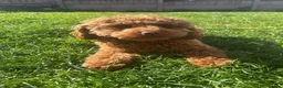 Cavapoo dogs for sale: DNA TESTED PARENTS & GRANDPARENTS TOY CAVAPOO   - Advert 4