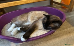 Ragdoll cats for sale: 🐾 Loving 21-Month-Old Male Seal Mitted Ragdoll 🐾 - Image 4