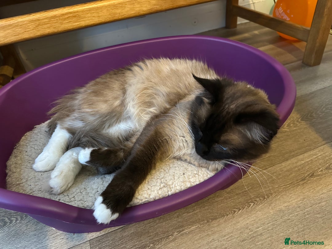 Ragdoll cats for sale: 🐾 Loving 21-Month-Old Male Seal Mitted Ragdoll 🐾 - Image 4