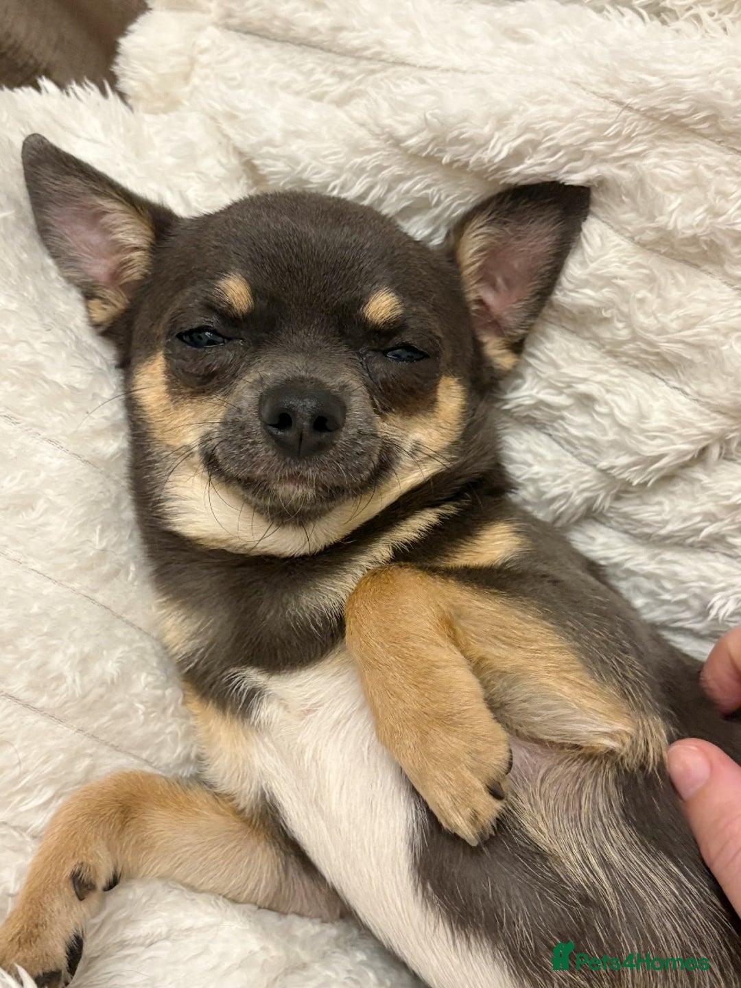 Chihuahua dogs for sale: Smiley Blue boy for pet home  - Image 2