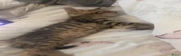 Bengal cats for sale: 🐾Stunning Bengal Kittens ready for Loving Homes🐾 - Advert 27