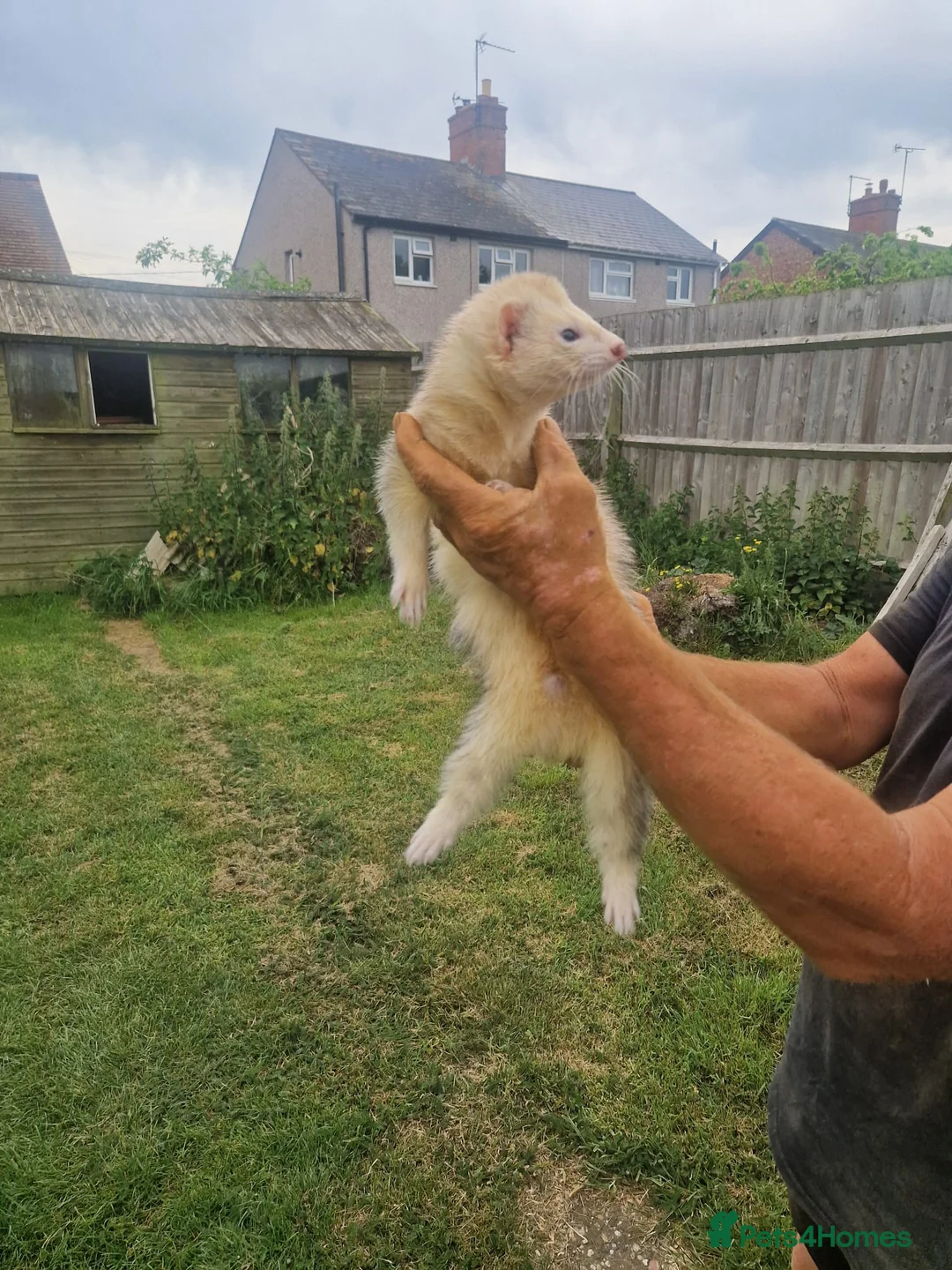Ferret rodents for sale: Young handed hob  - Advert 3