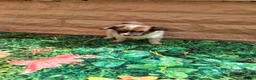 Papillon dogs for sale: Fully Health Tested Papillon Puppies for Sale - Advert 13
