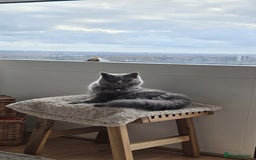 British Longhair cats for sale: Beautiful British Longhair female  - Advert 1