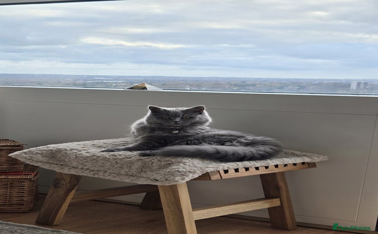 British Longhair cats Beautiful British Longhair female  - Advert 6