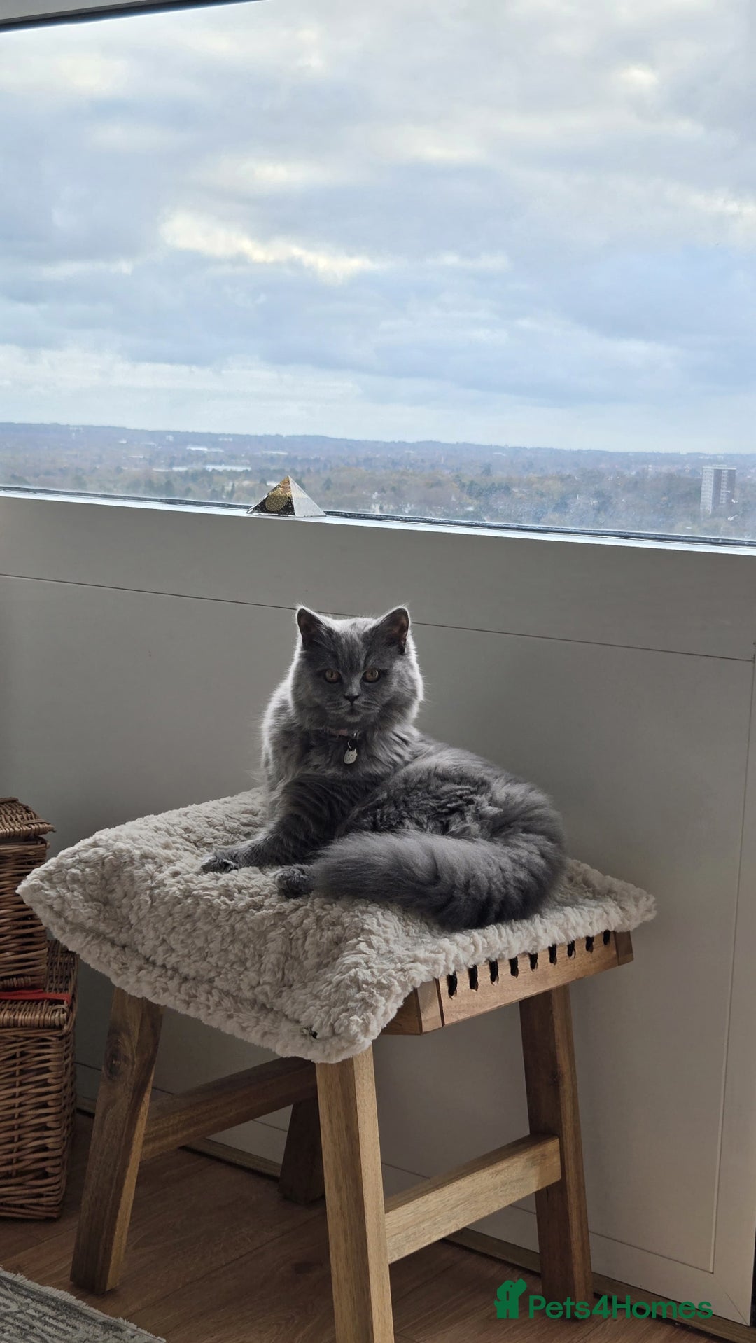 British Longhair cats for sale: Beautiful British Longhair female  - Advert 1