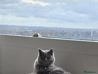 British Longhair cats for sale: Beautiful British Longhair female - Advert 1