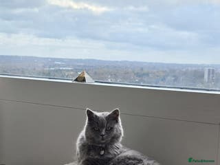 British Longhair cats Beautiful British Longhair female - Advert 6