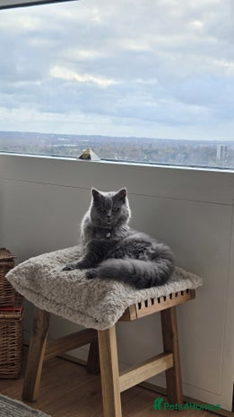 British Longhair cats Beautiful British Longhair female - Advert 2