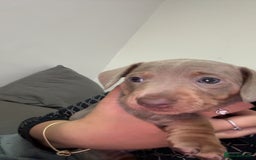 Miniature Dachshund dogs for sale: 2 miniature dachshunds - Image 2