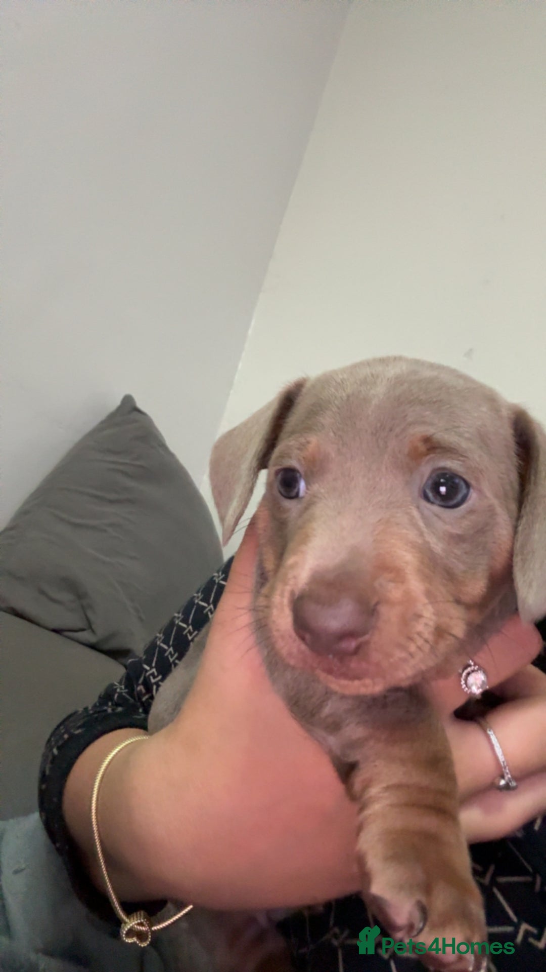 Miniature Dachshund dogs for sale: 2 miniature dachshunds - Image 2