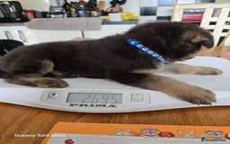German Shepherd dogs for sale: German Shepard KC Reg Puppies in Scunthorpe - Image 34