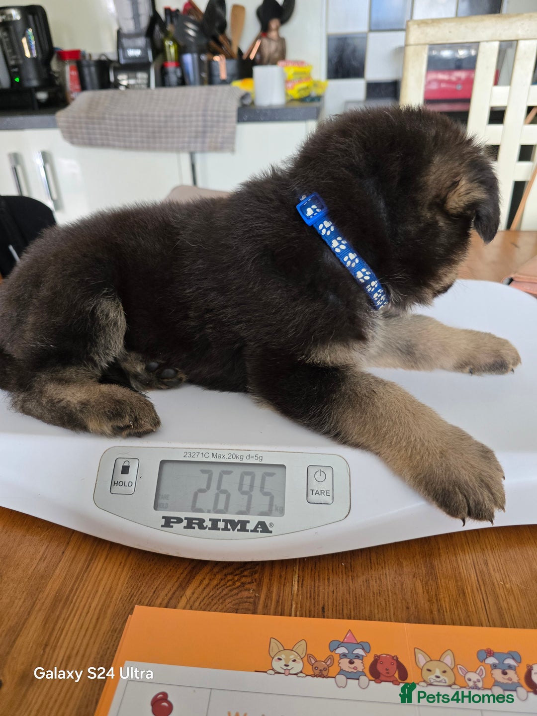 German Shepherd dogs for sale: German Shepard KC Reg Puppies in Scunthorpe - Image 34