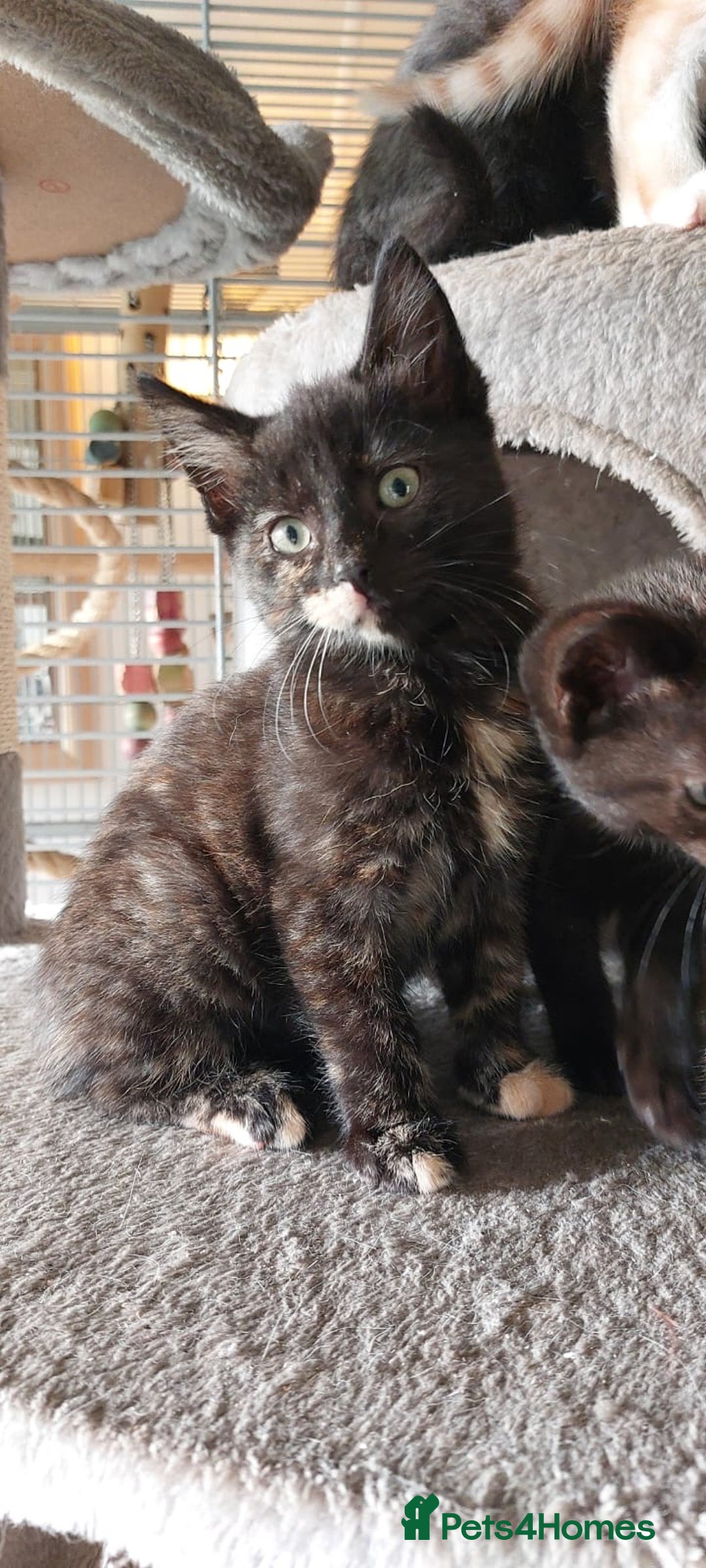 Mixed Breed cats for sale: Beautiful, lively, loving kittens  - Advert 6