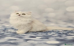 British Longhair cats for sale: Excellent Scottish straight Highland Kittens - Image 13