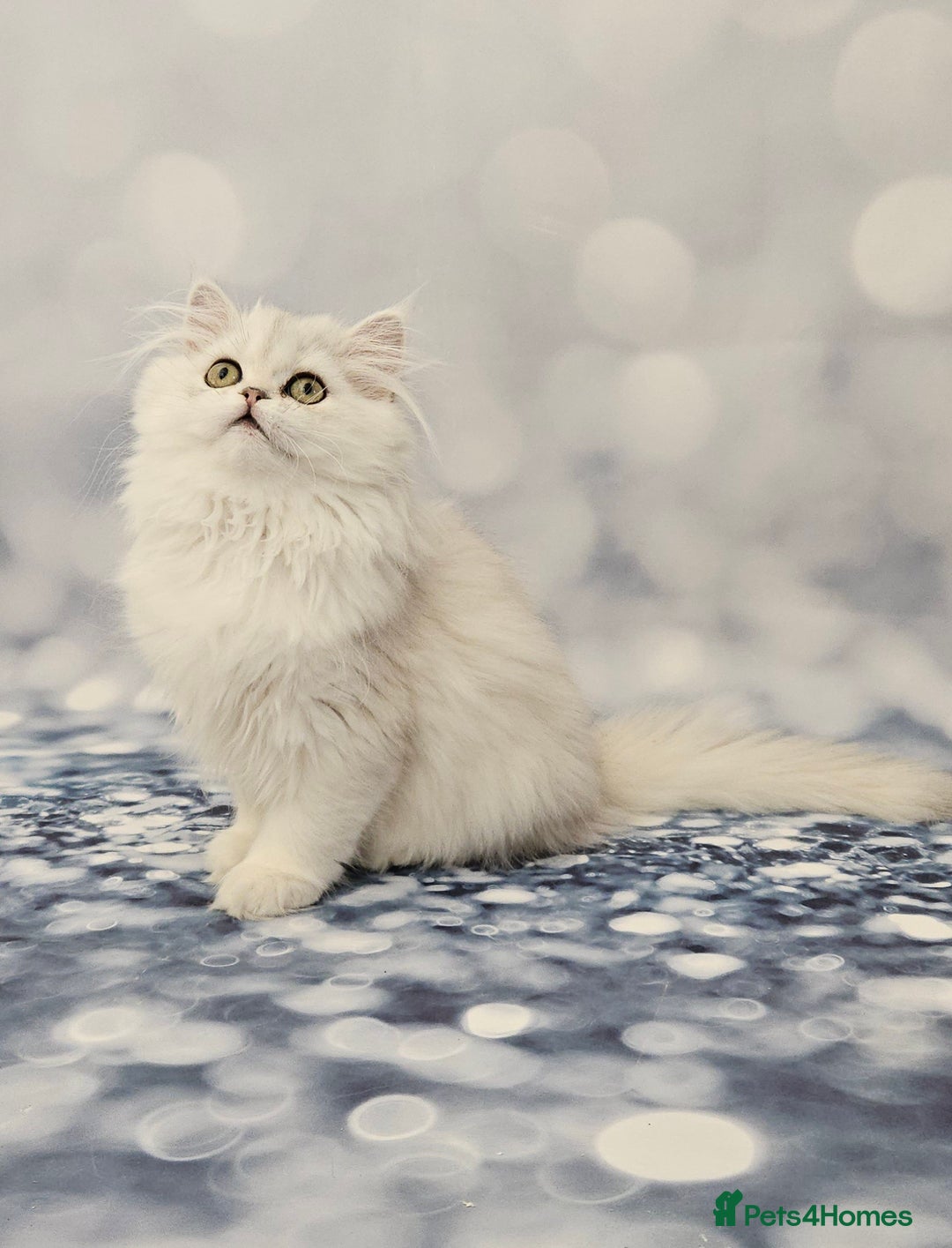 British Longhair cats for sale: Excellent Scottish straight Highland Kittens - Image 13