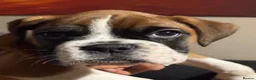 Boxer dogs for sale: Gorgeous Boxer puppies  in Kidwelly - Advert 6