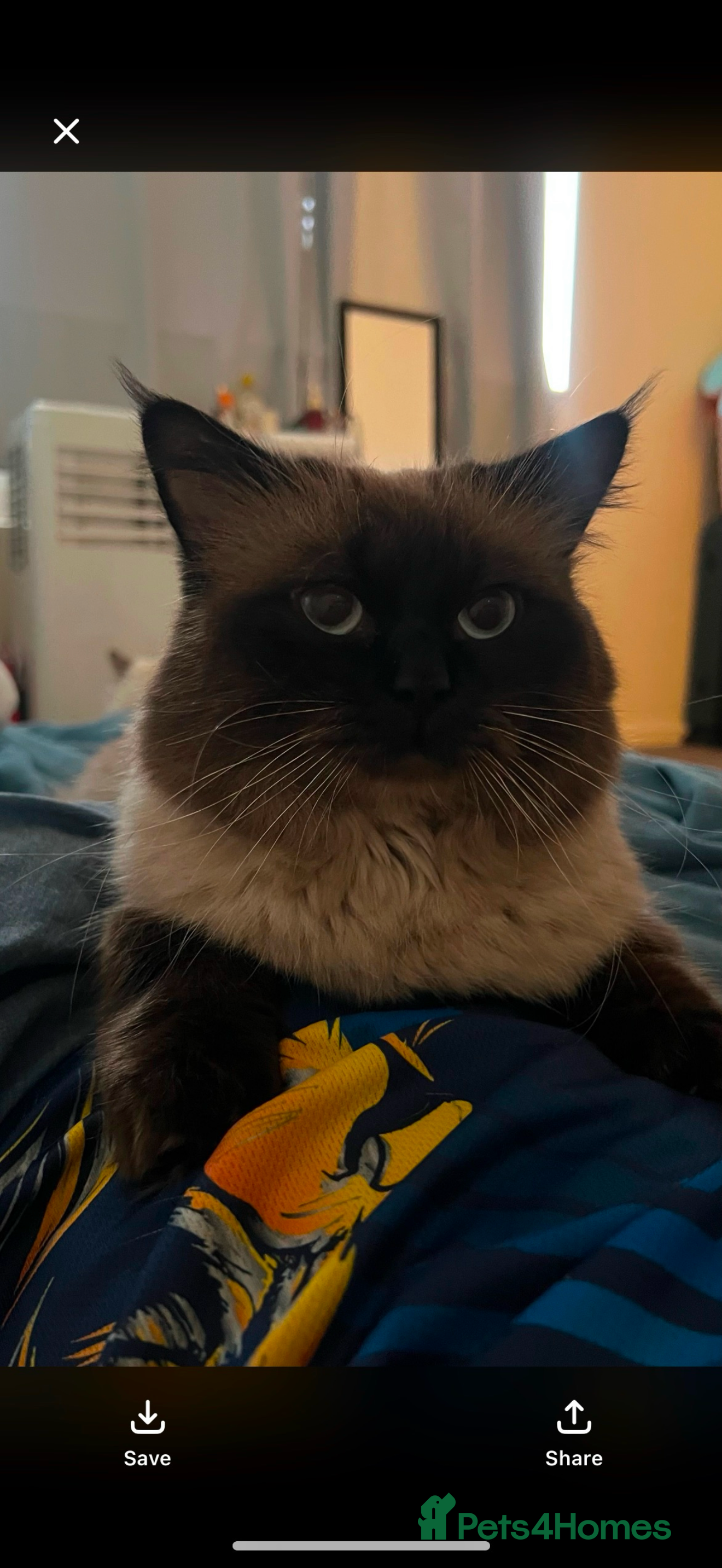 Ragdoll cats Two ragdoll cats for sale  - Advert 11