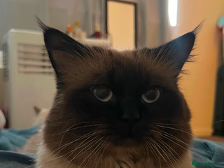 Ragdoll cats Two ragdoll cats for sale - Advert 1