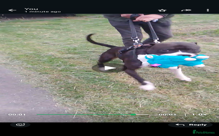 Staffordshire Bull Terrier dogs - Advert 1
