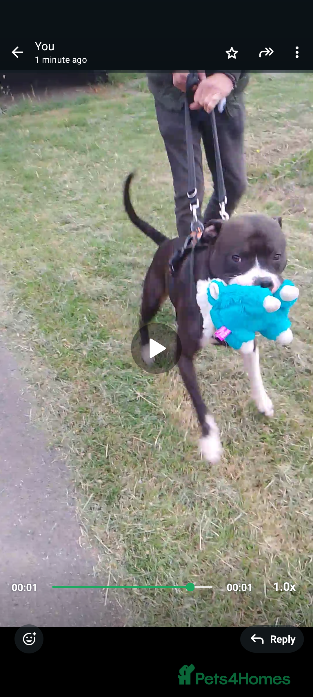 Staffordshire Bull Terrier dogs for adoption: Year old staffie boy available for adoption  - Image 1
