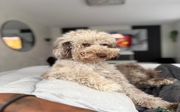 Bernedoodle dogs for sale: Mini Bernedoodle **waiting list** - Image 5