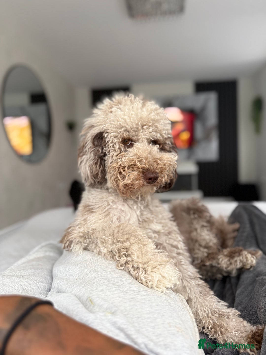 Bernedoodle dogs for sale: Mini Bernedoodle **waiting list** - Image 5
