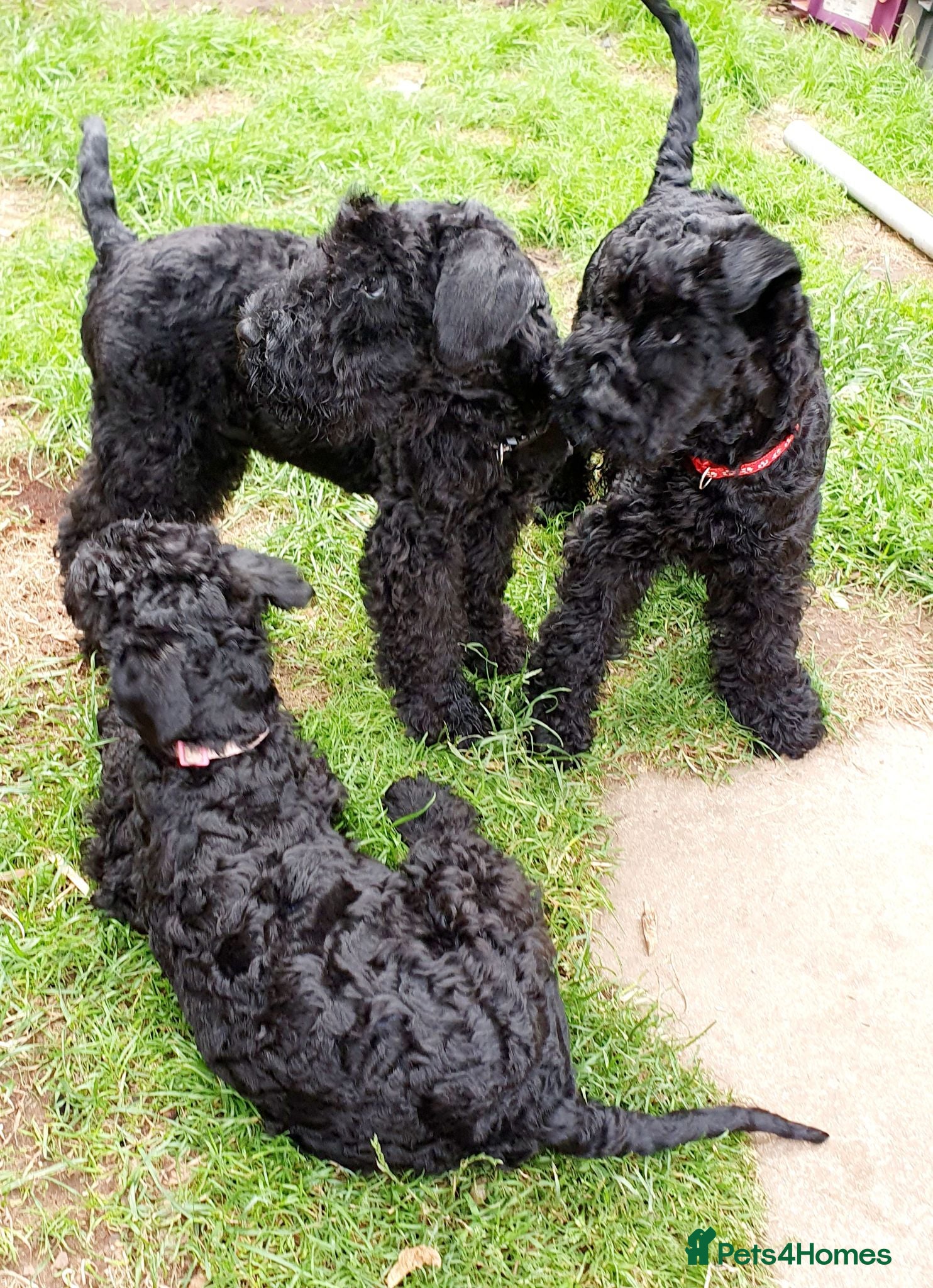 Kerry Blue Terrier dogs Kerry blue terrier puppies - Advert 1