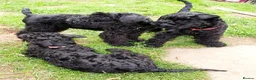Kerry Blue Terrier dogs for sale: Kerry blue terrier puppies - Advert 2