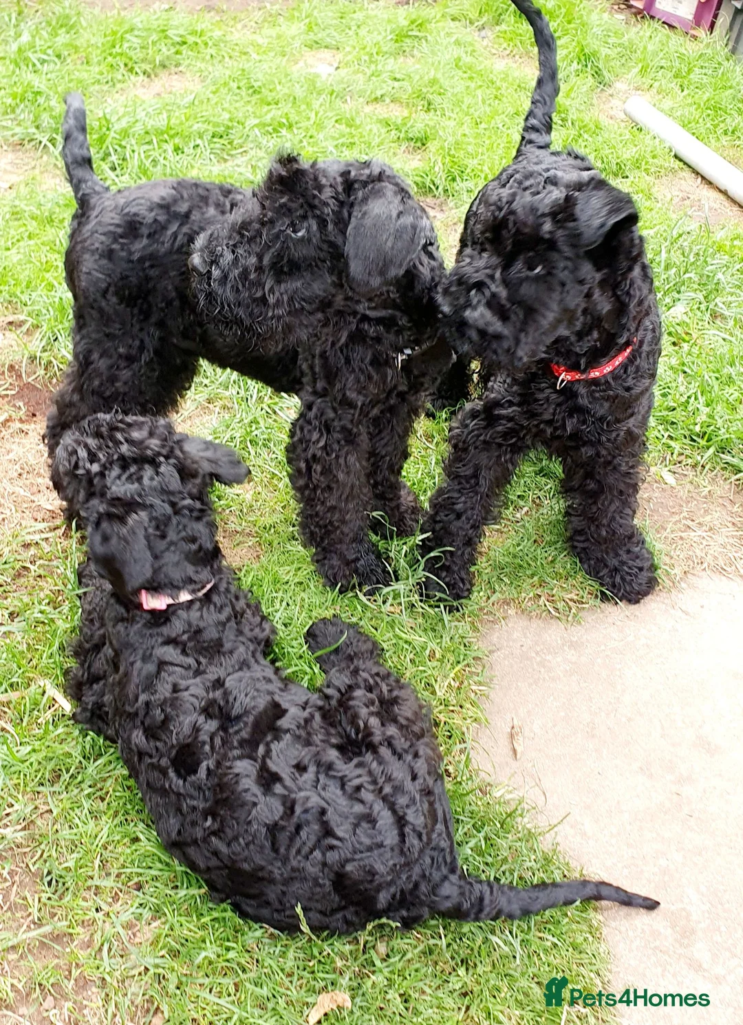 Kerry Blue Terrier dogs for sale: Kerry blue terrier puppies - Advert 2