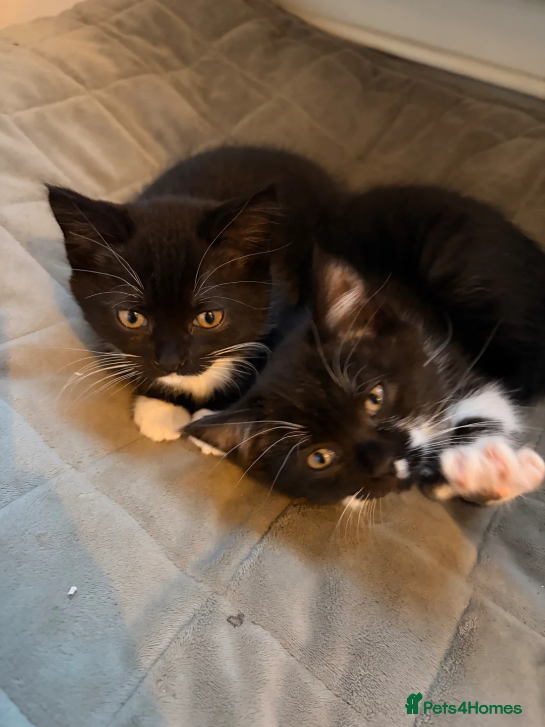Mixed Breed cats for sale: British blue X Kittens -Super cute! - Advert 10