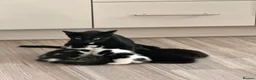 Bombay cats for sale: Beautiful Kittens Ready for Loving Homes - Advert 13