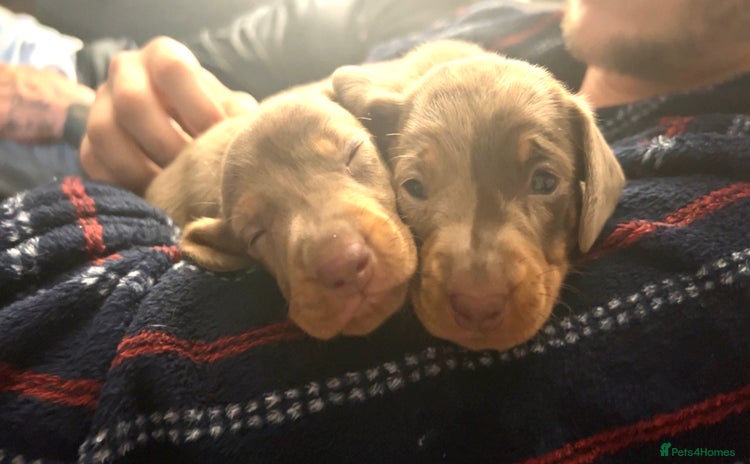Miniature Dachshund dogs - Advert 2
