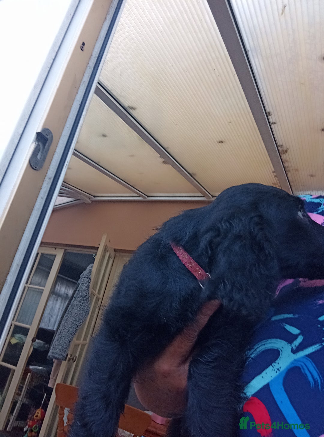 Cocker Spaniel dogs for sale: FULLY VACCINATED AND READY TO LEAVE  - Image 16