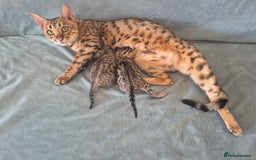 Bengal cats for sale: 2 Gorgeous Bengal - Image 1