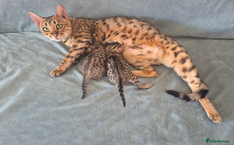 Bengal cats - Advert 5