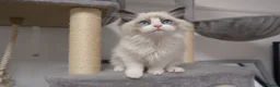 Ragdoll cats for sale: Champion Chunky Ragdoll Kittens-Famous R Bloodline - Advert 12
