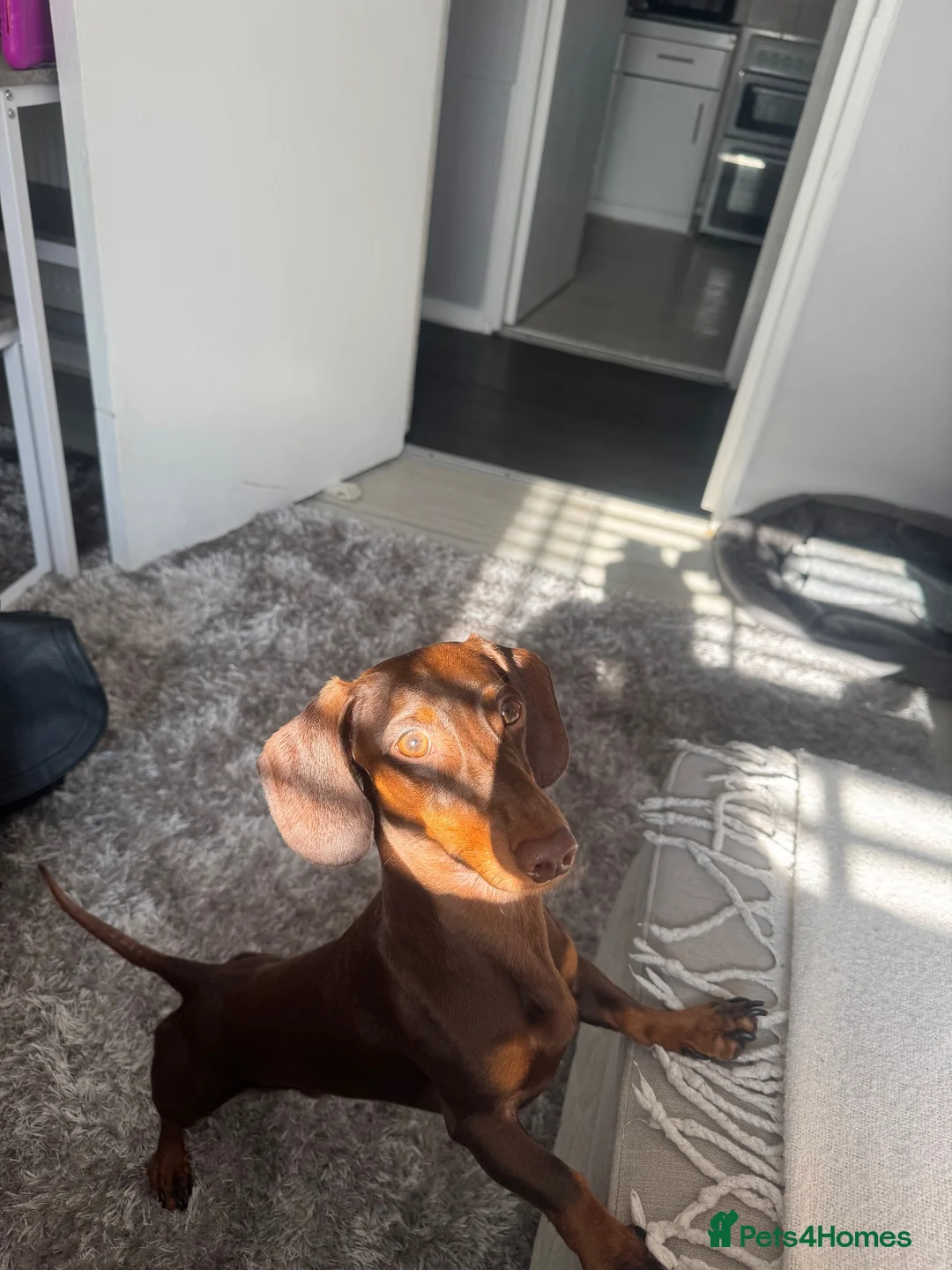 Dachshund dogs for stud: STUD ONLY (not for sale or rehome) - Advert 2