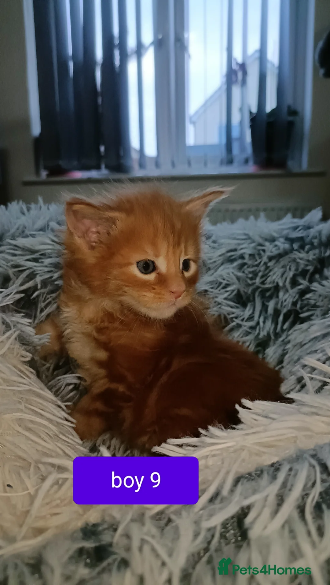Maine Coon cats for sale: 😻😻😻Adorable fluffy Maine Coon kittens 😻😻😻 - Advert 9