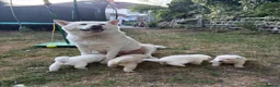 Japanese Akita Inu dogs for sale: Our beautiful Japanese Akita  - Advert 6