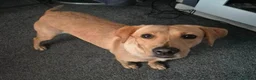 Labrador Retriever dogs for sale: Molly - Please read full advert  - Advert 3