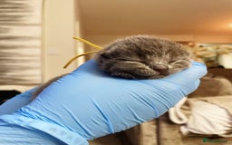 British Shorthair cats for sale:  Gccf British shorthair kittens champion lines 🏆 - Image 36