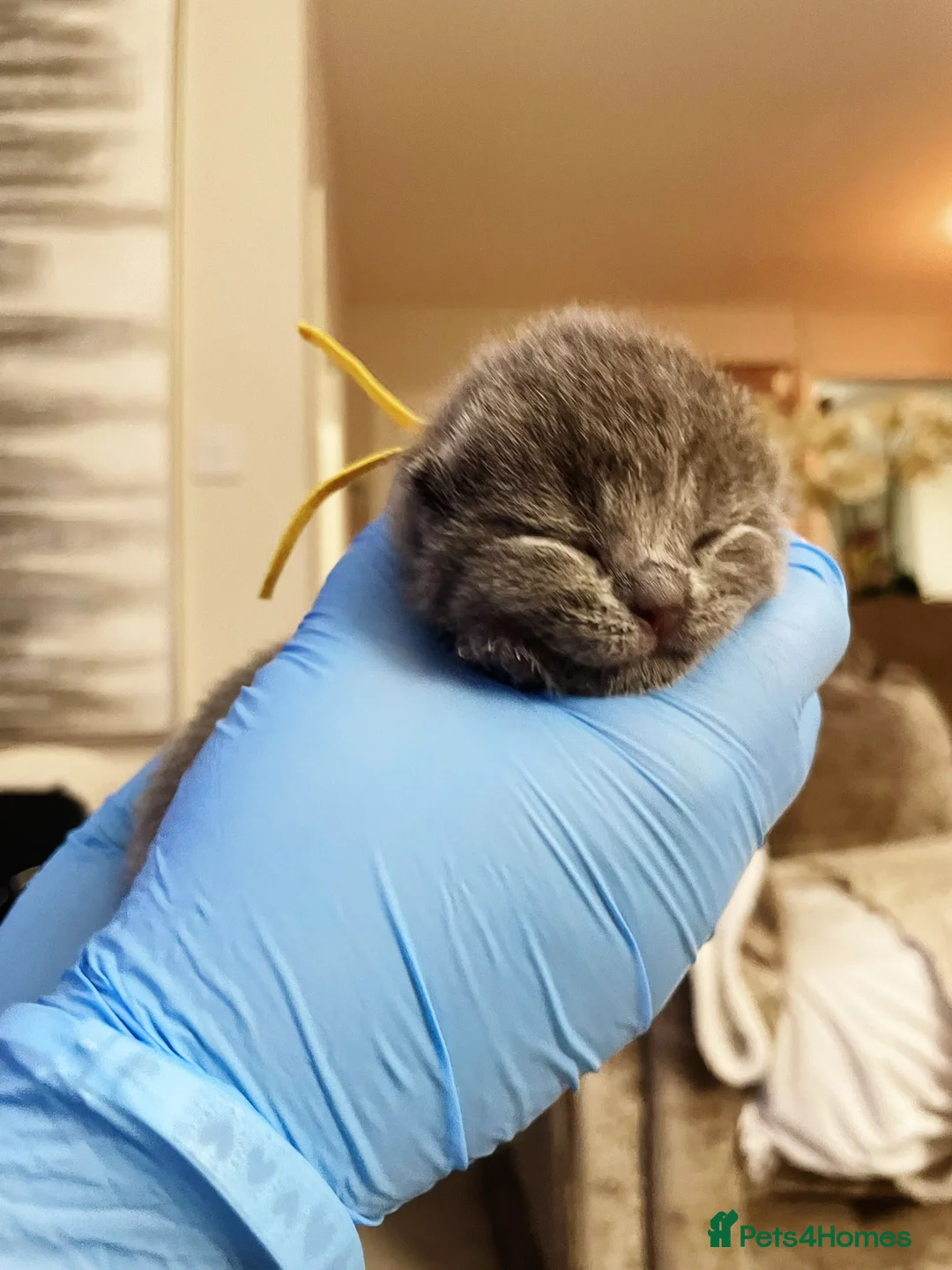 British Shorthair cats for sale:  Gccf British shorthair kittens champion lines 🏆 - Advert 16