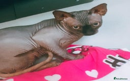 Sphynx cats for stud: Tica Registered Canadian Sphynx in Hull - Image 7